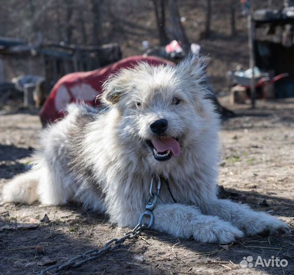 Собака в добрые руки