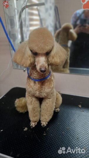 Стрижка собак и кошек