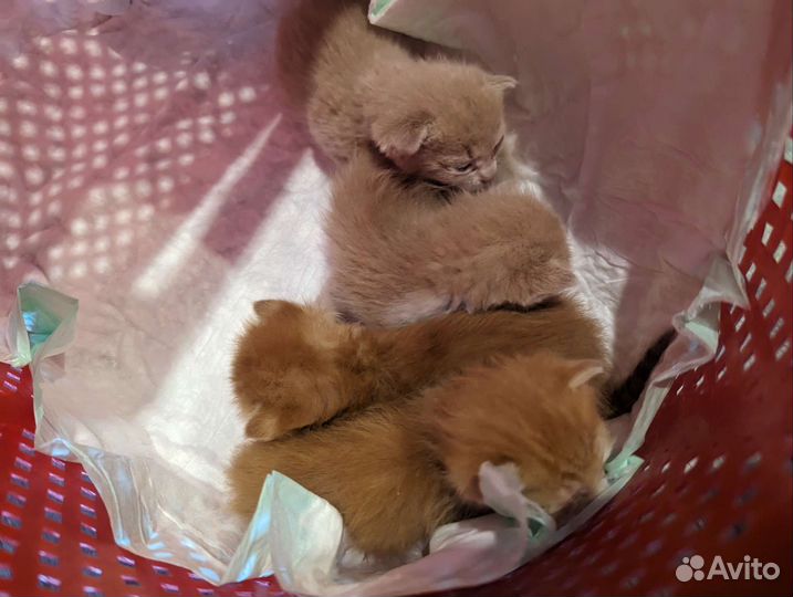 Рыжие котята в дар
