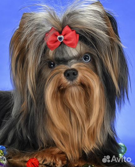 Голубоглазый йорк для вязки