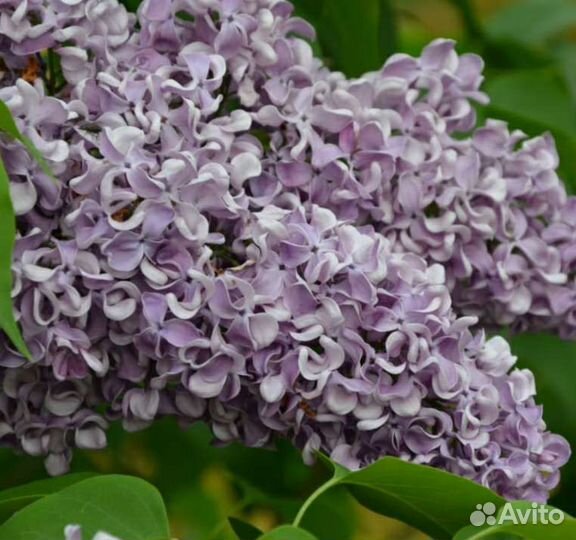 Сирень Красавица Москвы и др