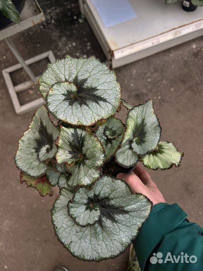 Бегония экскагорт улитка