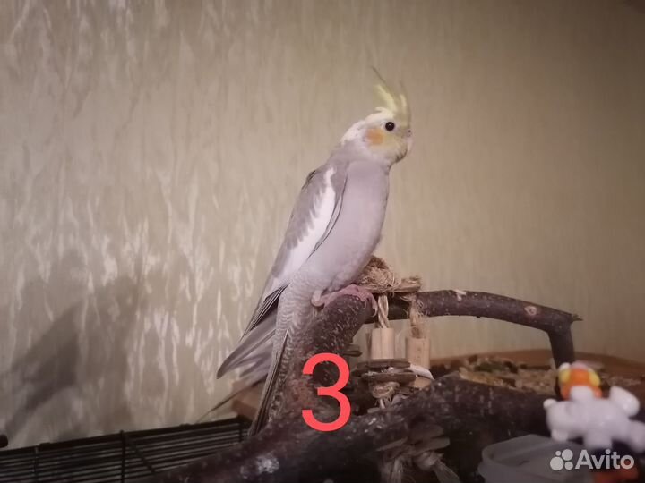 Птенцы попугаев Корелла