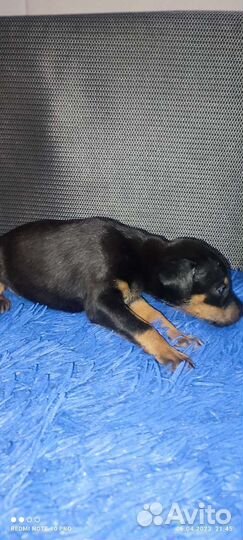 Щенки добермана