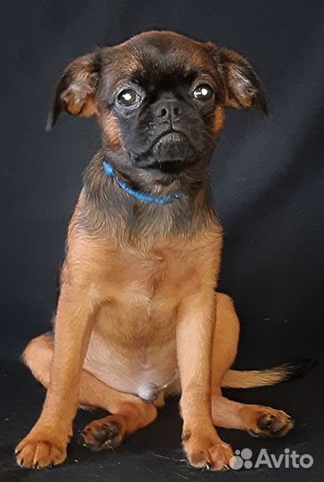 Малый брабансон