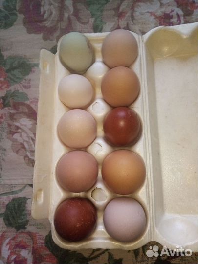 Яйцо куриное инкубационое