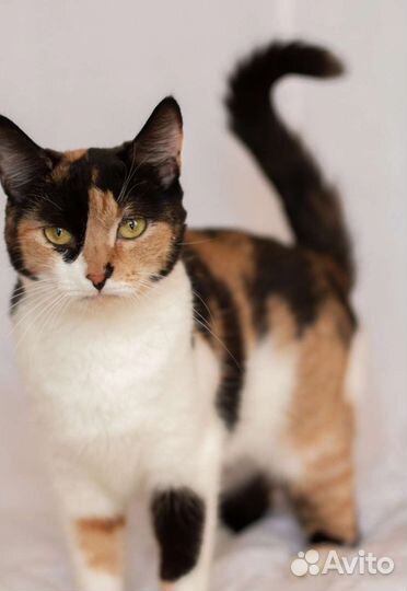 Трехцветочка