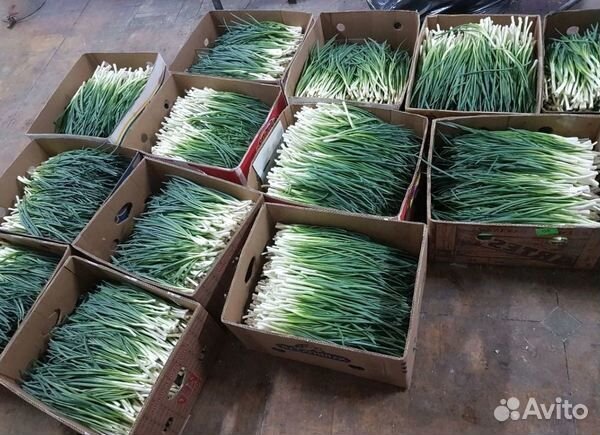 Готовый бизнес Теплица по выращиваю лука / Быстрая