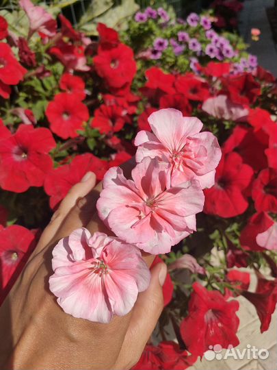 Пеларгония, герань сортовая PAC Salmon Princess
