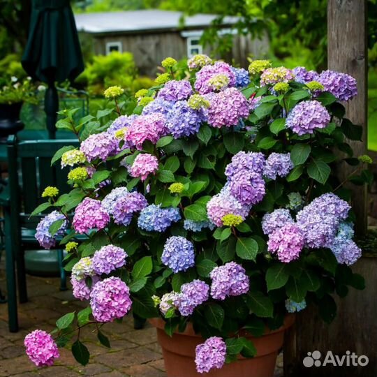 Продам Гортензию 