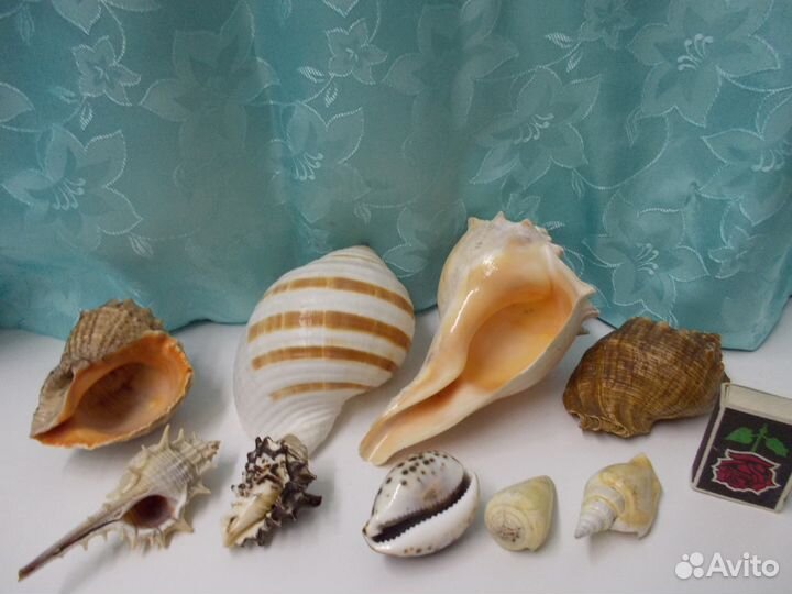 Грот для аквариума, ракушки