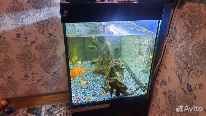 Аквариум
