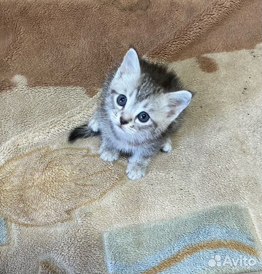 Отдам котят