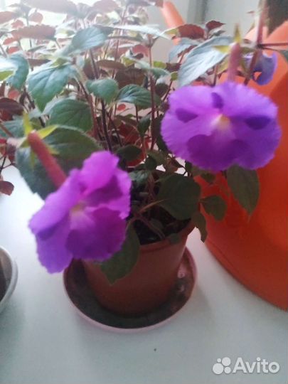 Ахименес, сиреневый