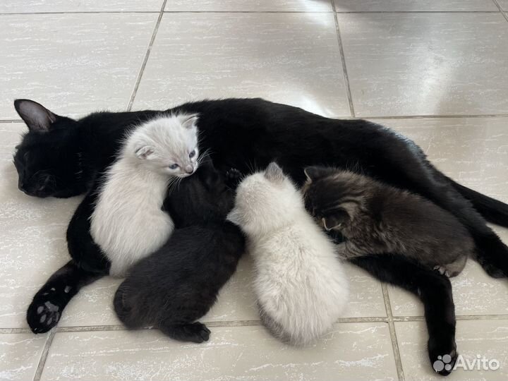 Чудесные котята