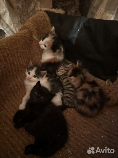 Котята в добрые руки