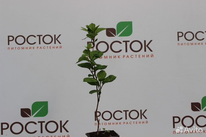 Саженцы лимонник китайский Горный