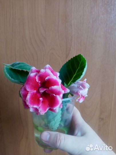 Глоксиния цветущая