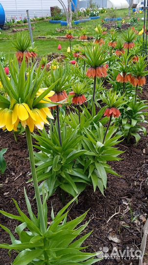Цветы в сад многолетние