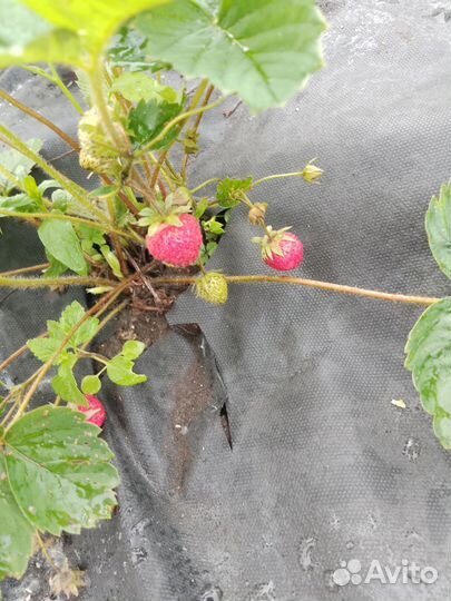 Клубника свежая ягода салаир