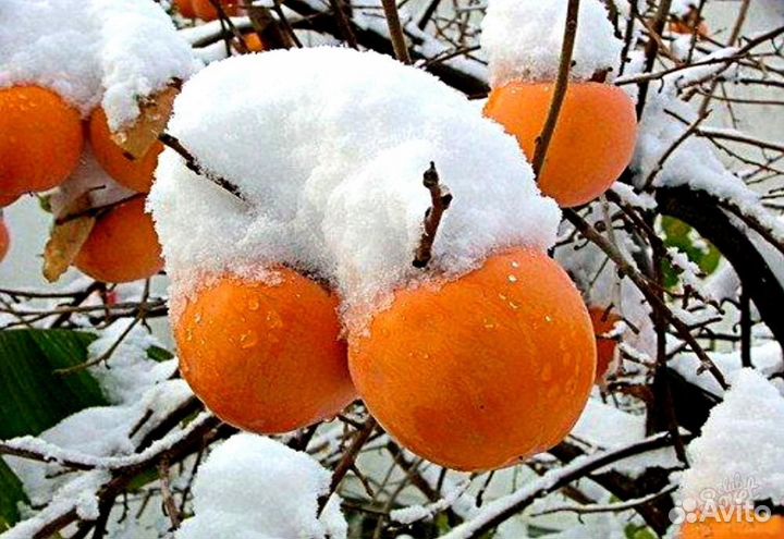 Саженцы хурмы