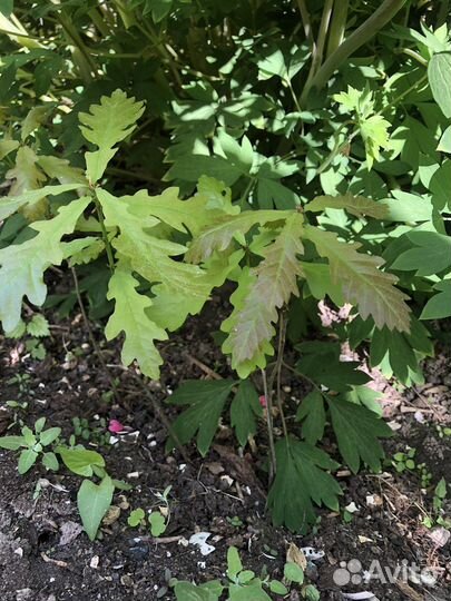 Саженцы дуб