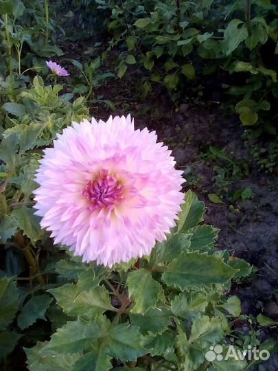 Корни георгин