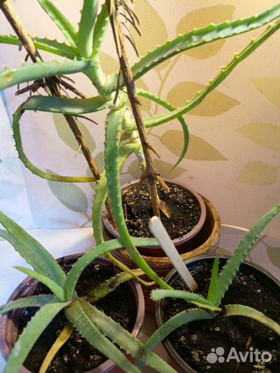 Алоэ столетник, древовидное