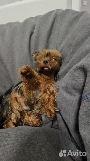 Передержка животных