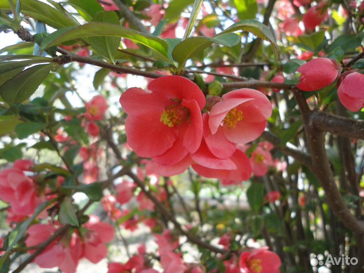 Айва японская