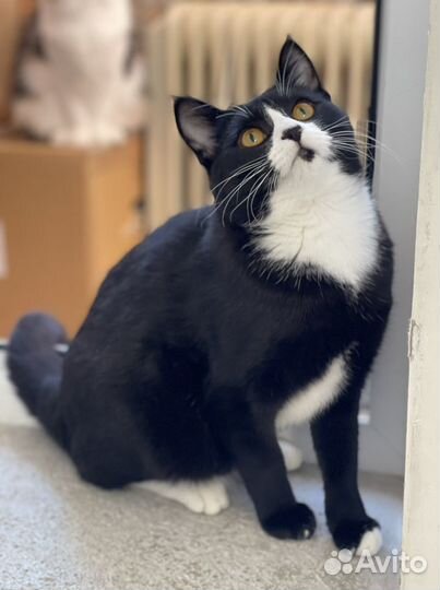 Маркизный котик Барсик