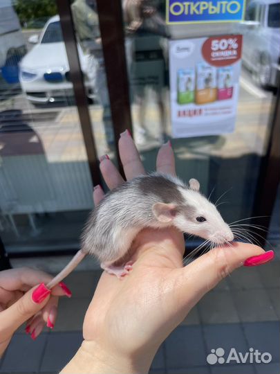 Крыса дамбо голубая норка