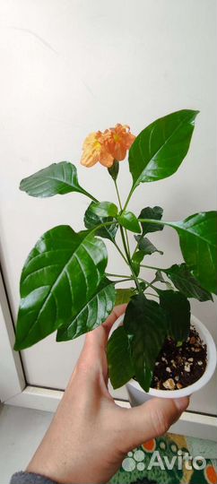 Кроссандра