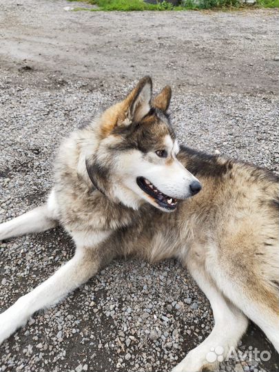 Аляскинский маламут