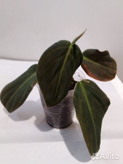 Филодендрон бородавчатый, Гигас, Медуза