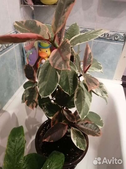 Фикус розовый