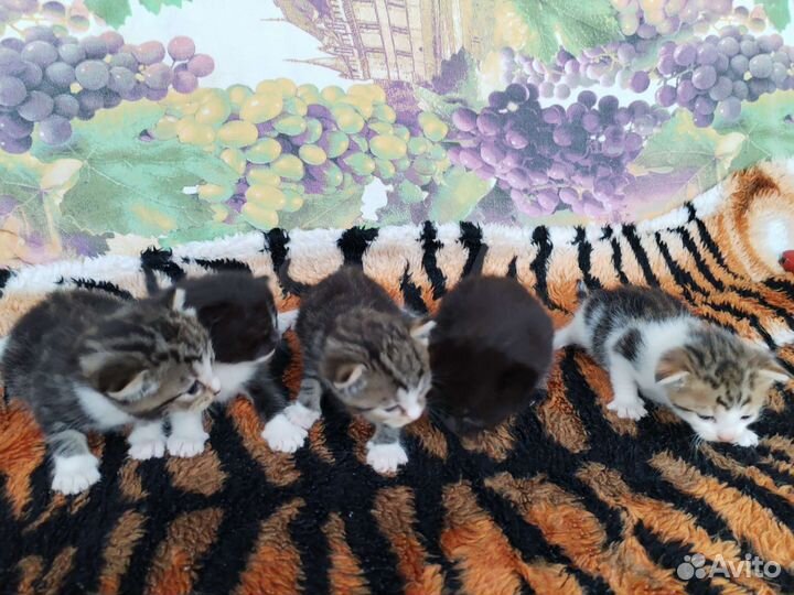 Котята в добрые руки бесплатно