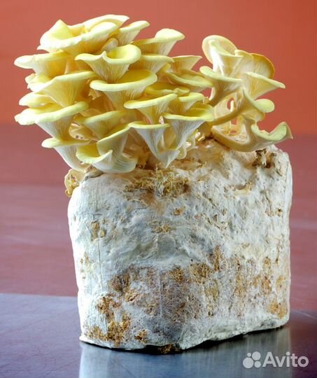 Мицелий Вешенки, Опёнка, Шиитаке, Гериций/Ежовик