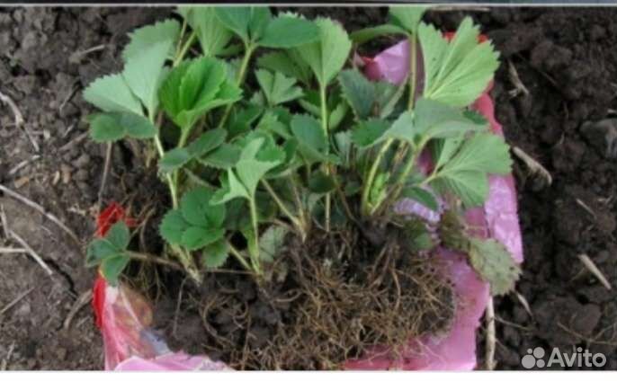 Рассада клубники