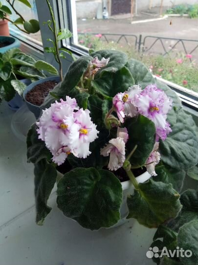 Фиалка (сорт 