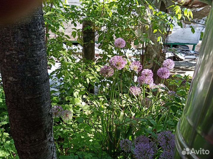 Лук Аллиум декоративный саженцы
