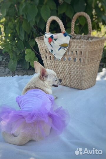 Платье для собак