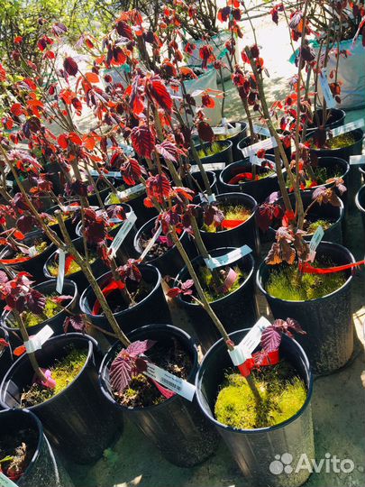 Саженцы плодовых И декоративных культур