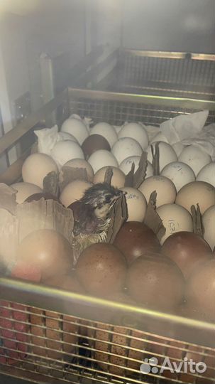 Инкубатор Витязь-14