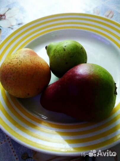 Черенки. Летняя прививка плодовых