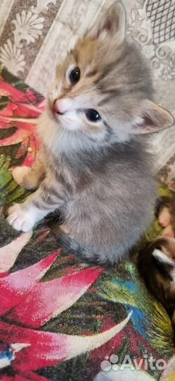 Кошки и котята