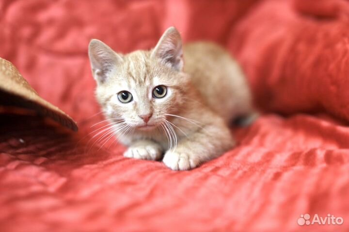 Рыжий котенок ищет дом