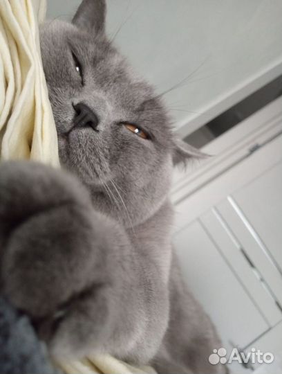 Британские котята