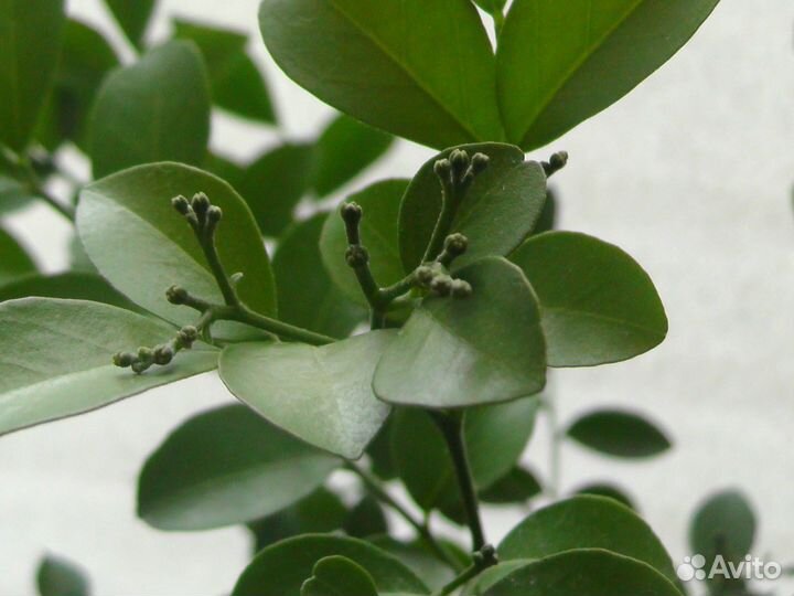 Муррайя взрослая