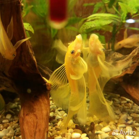 Анциструс L 144 золотой, рэд, вуаль, снежки